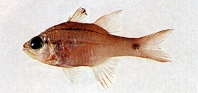 To FishBase images (<i>Apogon cheni</i>, Chinese Taipei, by Shao, K.T.)