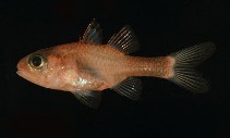 To FishBase images (<i>Apogon crassiceps</i>, Japan, by Randall, J.E.)