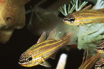 To FishBase images (<i>Apogon cyanosoma</i>, Philippines, by Yin, Robert)