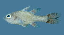 To FishBase images (<i>Apogon dammermani</i>, Chagos Is., by Winterbottom, R.)