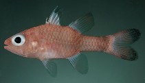 To FishBase images (<i>Apogon deetsie</i>, Hawaii, by Randall, J.E.)