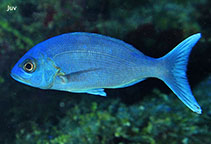 To FishBase images (<i>Apsilus dentatus</i>, by Charteris, M.)