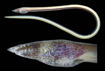 To FishBase images (<i>Apterichtus equatorialis</i>, Mexico, by Robertson, R.)