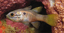 To FishBase images (<i>Apogonichthyoides erdmanni</i>, Indonesia, by Erdmann, M.V.)