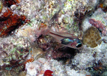 To FishBase images (<i>Apogon erythrosoma</i>, Maldives, by De Vroe, J.)