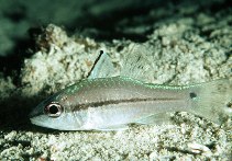 To FishBase images (<i>Apogon exostigma</i>, Philippines, by Randall, J.E.)