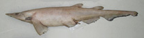 To FishBase images (<i>Apristurus exsanguis</i>, New Zealand, by Duffy, C.)