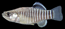 To FishBase images (<i>Aphanius farsicus</i>, Iran, by Teimori, A.)