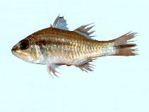 To FishBase images (<i>Apogon fasciatus</i>, by CSIRO)