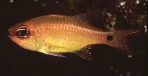 To FishBase images (<i>Apogon flavus</i>, Norfolk I., by Randall, J.E.)