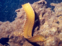 To FishBase images (<i>Apodichthys flavidus</i>, USA, by Nichols, J.)