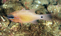 To FishBase images (<i>Apogon flagelliferus</i>, South Africa, by Polack, D.)