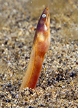 Image of Apterichtus flavicaudus 