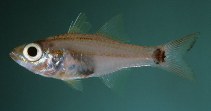 To FishBase images (<i>Apogon franssedai</i>, Palau, by Randall, J.E.)