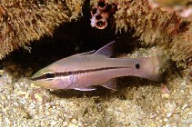 To FishBase images (<i>Apogon fraenatus</i>, Oman, by Field, R.)
