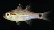 To FishBase images (<i>Apogon fukuii</i>, Japan, by Randall, J.E.)