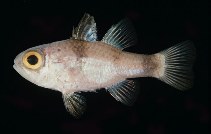 To FishBase images (<i>Apogon gardineri</i>, Mauritius, by Randall, J.E.)