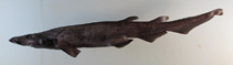 To FishBase images (<i>Apristurus gibbosus</i>, Chinese Taipei, by Ho, H.-C.)