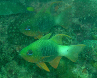 To FishBase images (<i>Apogon griffini</i>, Malaysia, by Townsend, D.)