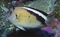 Image of Apolemichthys griffisi (Griffis angelfish)