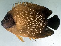To FishBase images (<i>Apolemichthys guezei</i>, Reunion I., by Randall, J.E.)