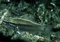 To FishBase images (<i>Apogon hartzfeldii</i>, by Randall, J.E.)