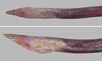 To FishBase images (<i>Apterichtus hatookai</i>, Chinese Taipei, by Ho, H.-C.)