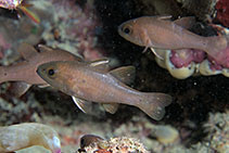 To FishBase images (<i>Apogonichthyoides heptastygma</i>, by Hazes, B.)