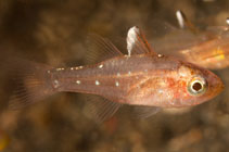 To FishBase images (<i>Apogon hoevenii</i>, Indonesia, by Malaer, P.)