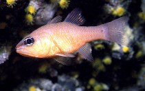 To FishBase images (<i>Apogon imberbis</i>, Spain, by Patzner, R.)