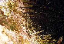 To FishBase images (<i>Apletodon incognitus</i>, Azores Is., by Patzner, R.)