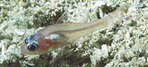 To FishBase images (<i>Apogon indicus</i>, Indonesia, by Randall, J.E.)