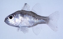 To FishBase images (<i>Apogon ishigakiensis</i>, Japan, by Suzuki, T.)