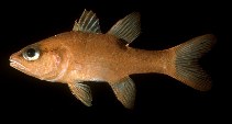 To FishBase images (<i>Apogon isus</i>, Sudan, by Randall, J.E.)