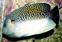 To FishBase images (<i>Apolemichthys kingi</i>, South Africa, by Tanaka, H.)