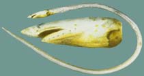 To FishBase images (<i>Apterichtus klazingai</i>, Fiji, by Winterbottom, R.)