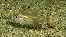 To FishBase images (<i>Apogon lateralis</i>, Papua New Guinea, by Randall, J.E.)