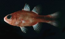 To FishBase images (<i>Apogon lativittatus</i>, Marquesas Is., by Randall, J.E.)