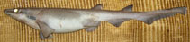 Image of Apristurus laurussonii (Iceland catshark)