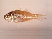 To FishBase images (<i>Apogon lineatus</i>, Chinese Taipei, by Shao, K.T.)