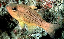 To FishBase images (<i>Apogon maculiferus</i>, Hawaii, by Randall, J.E.)