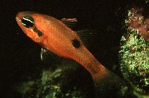 To FishBase images (<i>Apogon maculatus</i>, Barbados, by Randall, J.E.)