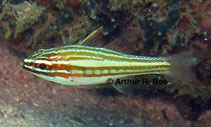 Image of Ostorhinchus margaritophorus (Red-striped cardinalfish)