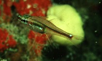 To FishBase images (<i>Apogon melanoproctus</i>, Malaysia, by Randall, J.E.)