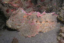 Image of Aploactisoma milesii (Southern velvetfish)