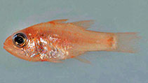 To FishBase images (<i>Apogon mosavi</i>, by Baldwin, C.C.)