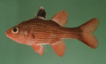 To FishBase images (<i>Apogon multitaeniatus</i>, Djibouti, by Randall, J.E.)