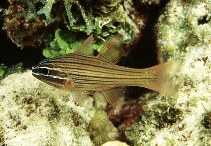 To FishBase images (<i>Apogon multilineatus</i>, Philippines, by Randall, J.E.)
