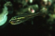 To FishBase images (<i>Apogon nanus</i>, Indonesia, by Randall, J.E.)
