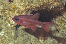 To FishBase images (<i>Apogon natalensis</i>, by King, D.R.)